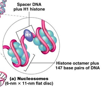 Nucleosome structure with histone octamer and DNA