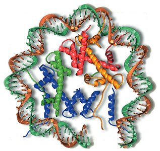 Histone octamer with DNA wrapped around it