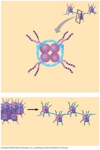 Histone tails protruding from nucleosome and chromatin fiber structure