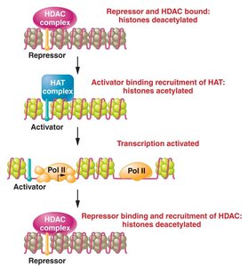 Histone acetylation and deacetylation regulating transcription