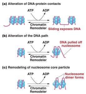 Mechanisms of chromatin remodeling by nucleosome complexes