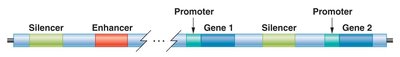 Arrangement of silencer, enhancer, and promoter elements in DNA