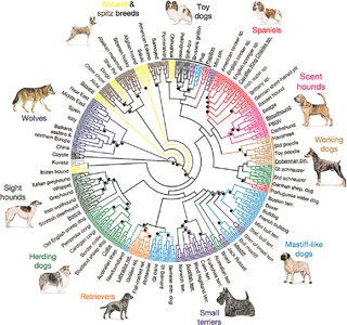 Circular phylogenetic tree of dog breeds based on SNP markers