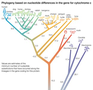 Phylogenetic tree based on nucleotide differences in cytochrome c gene