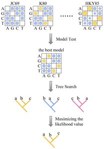 Diagram showing Bayesian method for phylogenetic inference