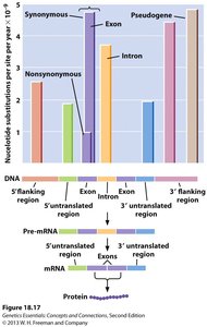 Sequence alignment showing differences among species
