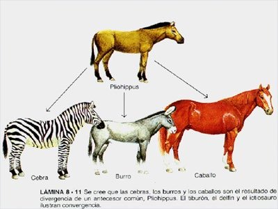 Diagram showing divergence of zebra, donkey, and horse from a common ancestor