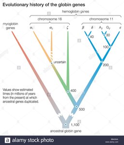 Evolutionary history of the globin gene family