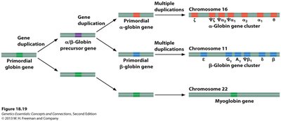 Diagram showing gene duplication and divergence in the globin gene family