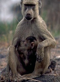 Placental mammal with offspring