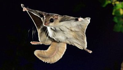 Flying squirrel as an example of convergent evolution