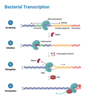 Overview of bacterial transcription stages