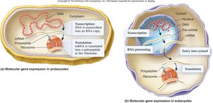 Comparison of gene expression in prokaryotes and eukaryotes