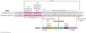 Diagram of prokaryotic gene structure with promoter, coding region, UTRs, and terminator