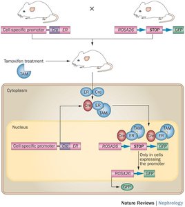 DNA injection into pronucleus