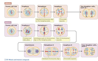 Embryogenesis stages