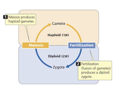 Pronuclei in fertilized egg