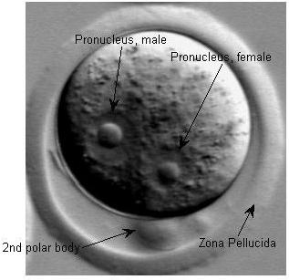Embryo development stages