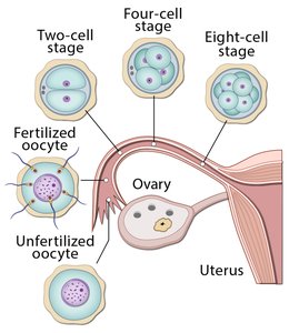 Transgene DNA injection and transfer