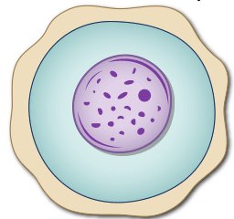Transgenic animal generation workflow
