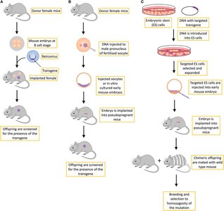 Mitosis and meiosis compared