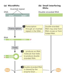 Production of miRNAs and siRNAs