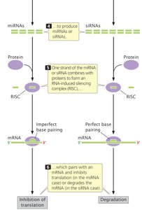 Mechanism of miRNA and siRNA action