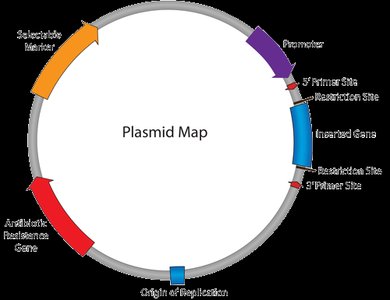 Plasmid map showing key features
