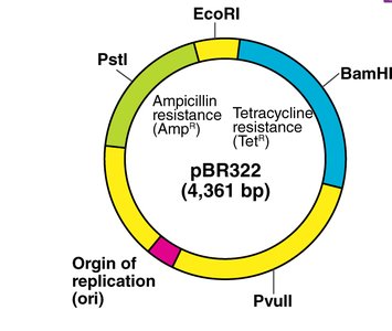pBR322 plasmid map with antibiotic resistance genes