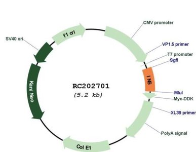 Plasmid map with CMV promoter and insulin gene
