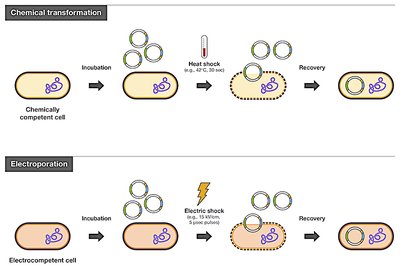 Chemical transformation and electroporation steps
