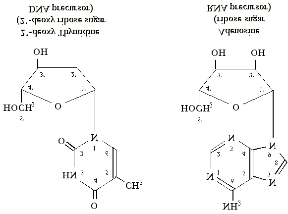 Comparison of DNA and RNA bases and sugars