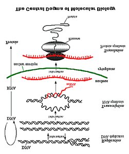 Central dogma of molecular biology: DNA to RNA to protein
