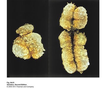 Human X and Y chromosomes