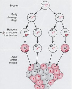 Diagram of random X chromosome inactivation