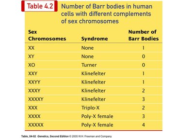 Table of Barr bodies in human cells with different sex chromosome complements
