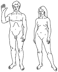 Male and female human forms