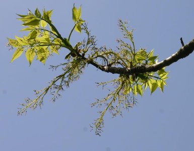 Dioecious plant branch