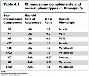 Table of chromosome complements and sexual phenotypes in Drosophila