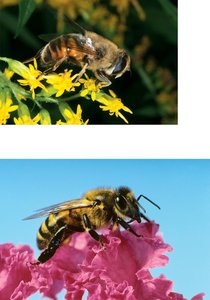 Male and female honeybees