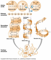 Levels of protein structure