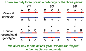 Possible gene orders and double recombinant identification
