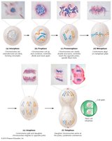 Stages of mitosis with cell images
