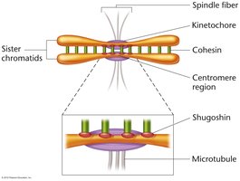 Cohesin, shugoshin, and spindle fiber diagram