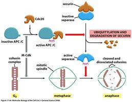 APC, separase, and chromatid separation diagram