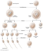 Spermatogenesis and oogenesis diagram
