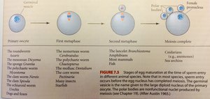 Stages of oocyte maturation table