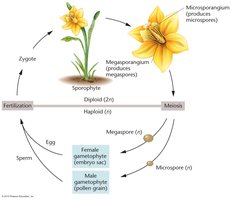 Plant life cycle diagram showing alternation of generations