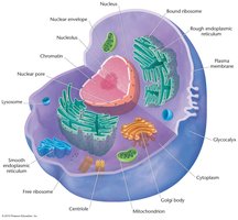 Eukaryotic cell structure diagram
