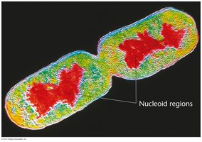 Prokaryotic cell with nucleoid regions